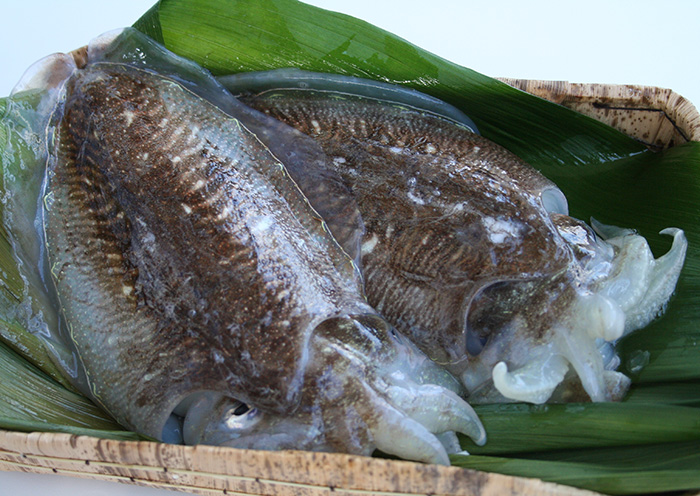 尾道の地魚紹介 尾道季節の地魚の店