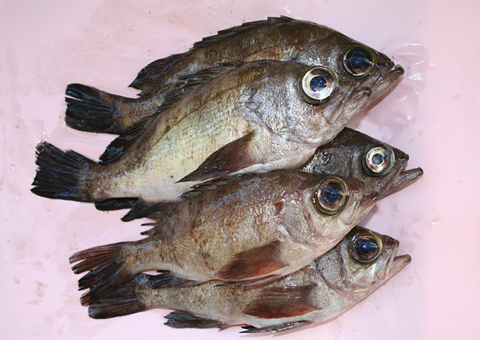尾道の地魚紹介 尾道季節の地魚の店